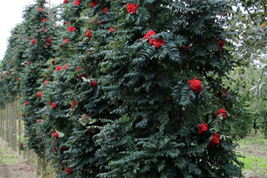                           Sorbus aucuparia Fastigiata 